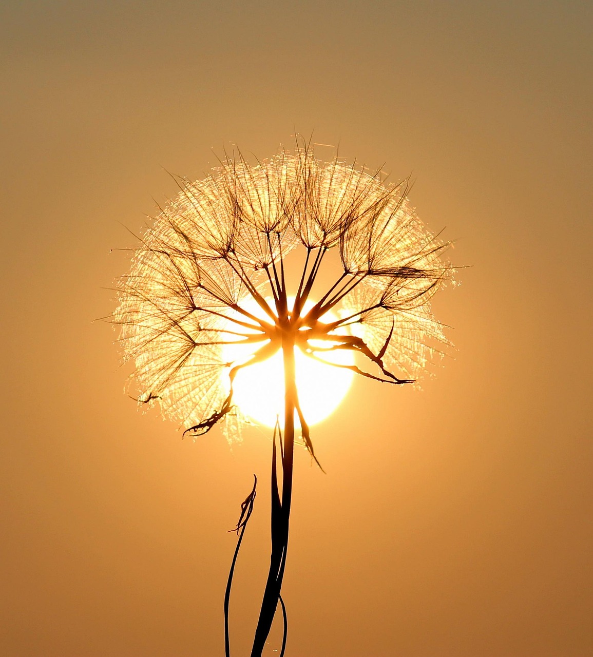 dandelion, beautiful flowers, sun, backlighting, silhouette, flower, seeds, flower wallpaper, flower background, orange sun, sunset, nature, dusk, twilight, orange sky