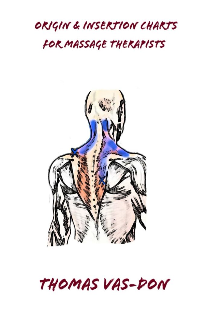 origin & insertion charts for massage therapists